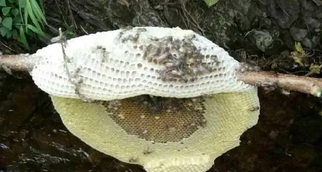 黑小蜜蜂蜇人有毒吗