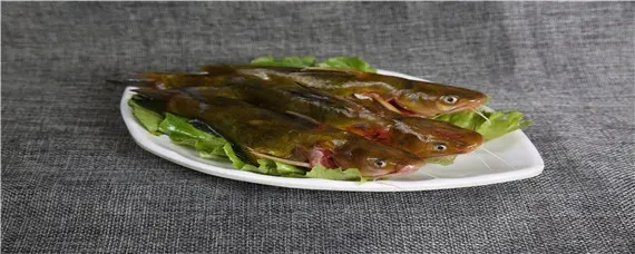 黄骨鱼怎么养