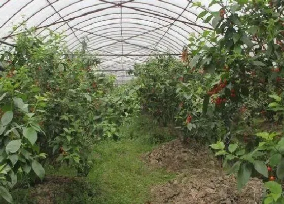 种植前景|建4亩地樱桃大棚需要多少钱（樱桃大棚每亩投资造价）