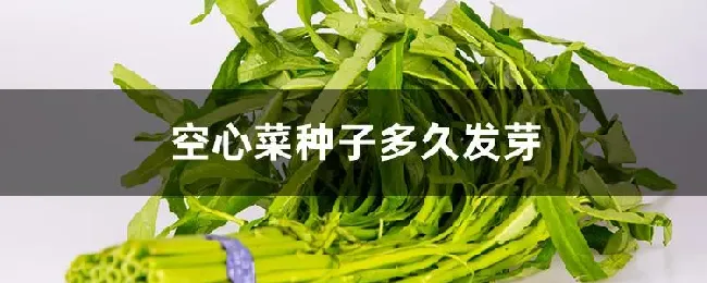 空心菜种子多久发芽