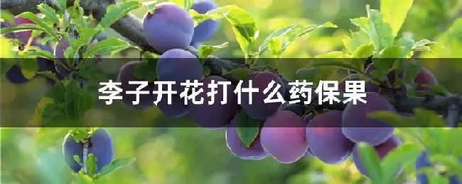 李子开花打什么药保果