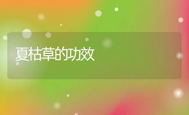 夏枯草的功效 | 养殖资料投稿