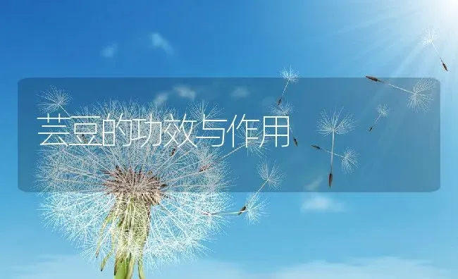 芸豆的功效与作用 | 养殖资讯