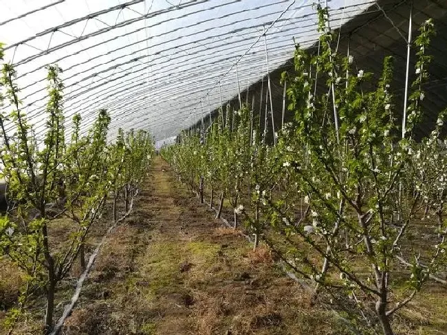 种植前景|建4亩地樱桃大棚需要多少钱（樱桃大棚每亩投资造价）