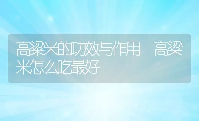 高粱米的功效与作用 高粱米怎么吃最好 | 养殖资讯