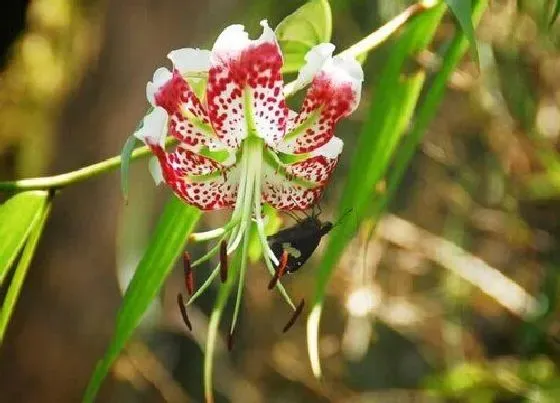 种植前景|百合在北方可以种吗