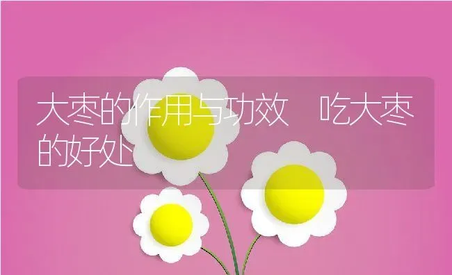 大枣的作用与功效 吃大枣的好处 | 养殖资料投稿