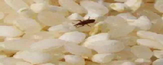 米虫怎么驱赶