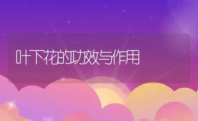 叶下花的功效与作用 | 养殖资料投稿