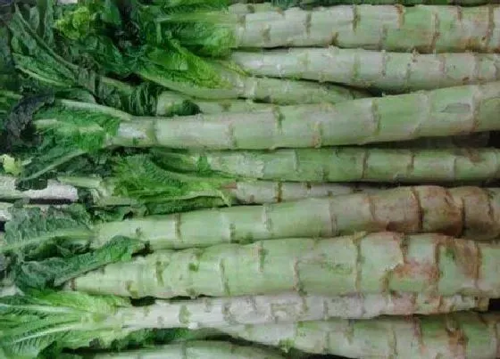 蔬菜|莴笋和油麦菜是一种菜吗