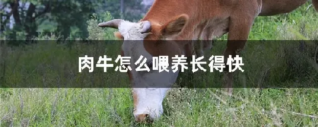 肉牛怎么喂养长得快