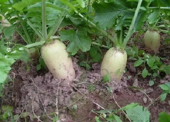 种植前景|种植白萝卜赚钱吗 种植成本和利润