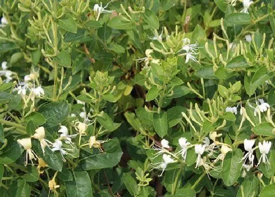 种植前景|种植金银花赚钱吗 种植一亩的成本与利润