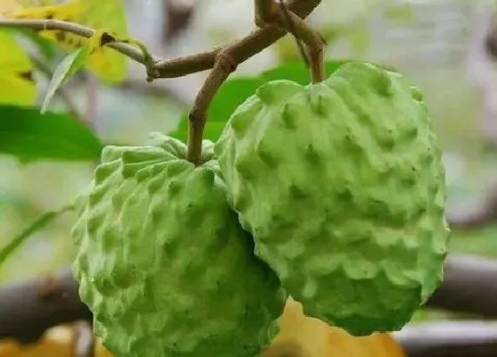 种植前景|释迦果种植条件 适合在什么地方种植