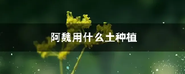 阿魏用什么土种植