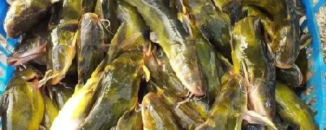 养一亩黄骨鱼大概投资要多少黄骨鱼最大能长几斤