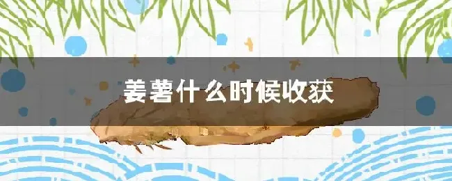 姜薯什么时候收获