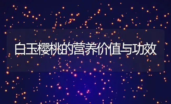 白玉樱桃的营养价值与功效 | 养殖资料投稿