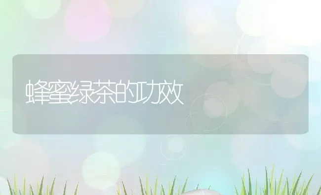 蜂蜜绿茶的功效 | 养殖资料投稿