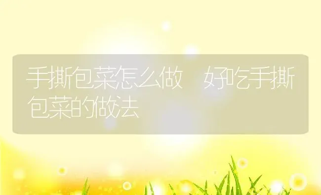 手撕包菜怎么做 好吃手撕包菜的做法 | 养殖资料投稿