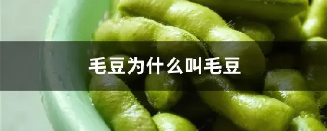 毛豆为什么叫毛豆