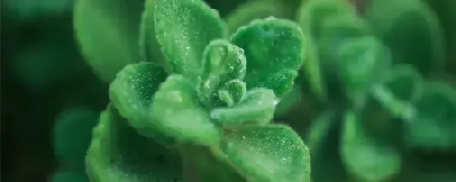 碰碰香怎么过冬