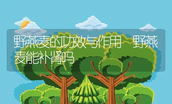 野燕麦的功效与作用 野燕麦能补肾吗 | 养殖资料投稿