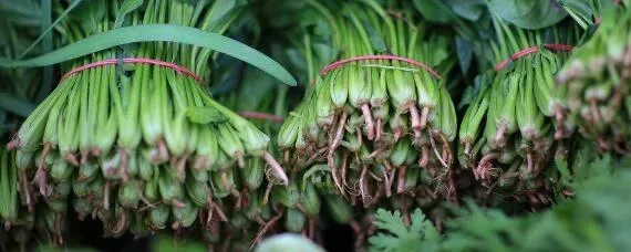菠菜生长的适宜温度是多少?