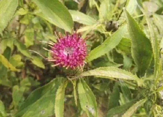 种植前景|白术种植条件 适合在什么地方栽种