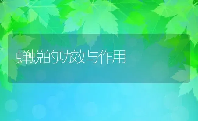 蝉蜕的功效与作用 | 养殖资料投稿