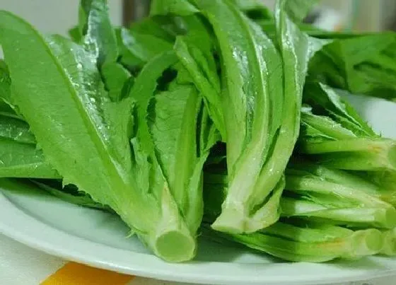 蔬菜|莴笋和油麦菜是一种菜吗