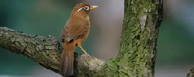 画眉料配方