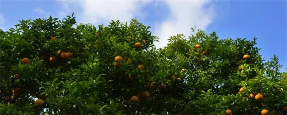 柑橘种植地区是哪个温度带