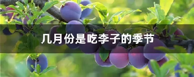 几月份是吃李子的季节