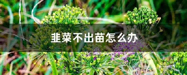 韭菜不出苗怎么办