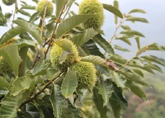 种植前景|板栗产量高吗 亩产量多少