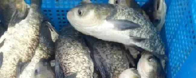 花鲢鱼吃什么食物为主花鲢鱼与白鲢鱼有什么区别