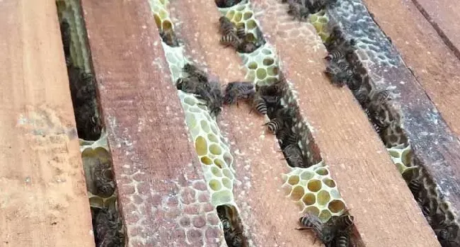 巧自制土蜂箱及注意事项