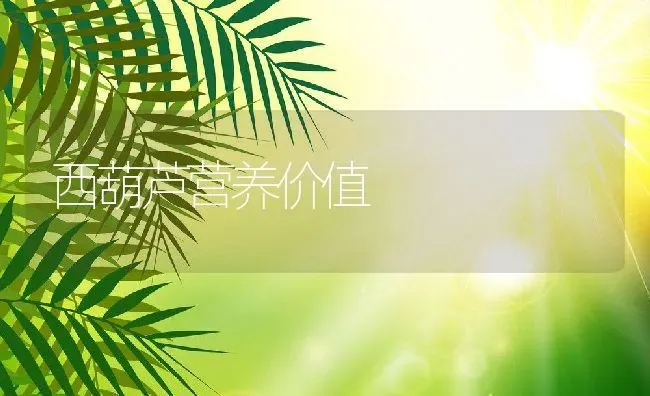 西葫芦营养价值 | 养殖资料投稿