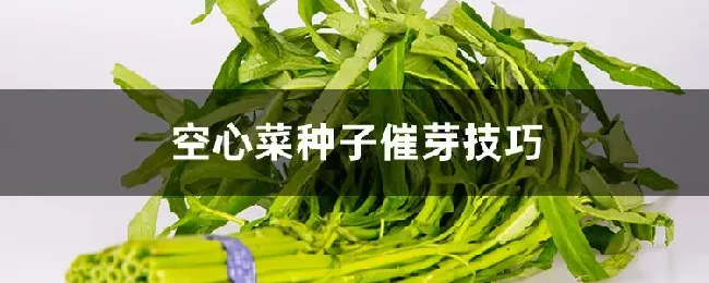 空心菜种子催芽技巧