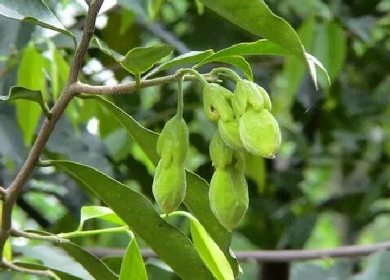 种植前景|沉香的种植条件 适合什么地方种植