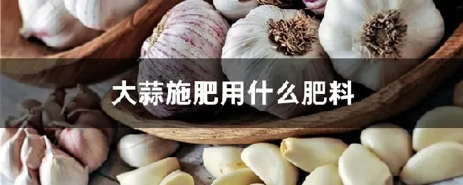 大蒜施肥用什么肥料