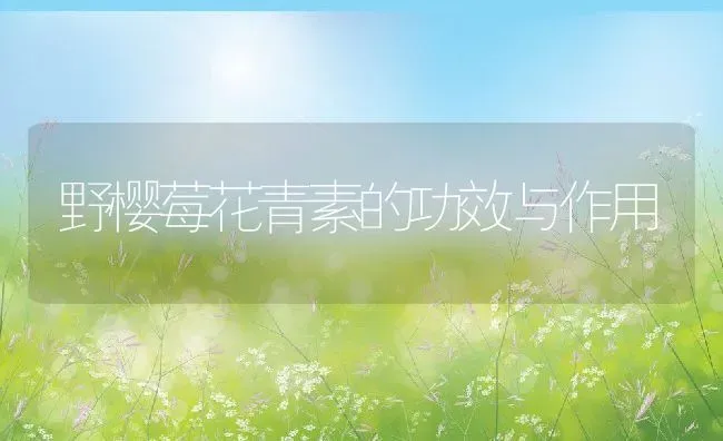 野樱莓花青素的功效与作用 | 养殖资料投稿