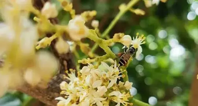 黑小蜜蜂的特点有哪些