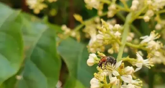 黑小蜜蜂的特点有哪些