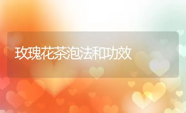 玫瑰花茶泡法和功效 | 养殖资料投稿