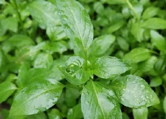 蔬菜|芥菜和苤蓝是一种菜吗