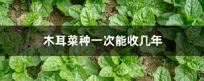 木耳菜种一次能收几年