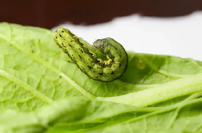 甲维虫螨腈杀虫特点和适用范围？