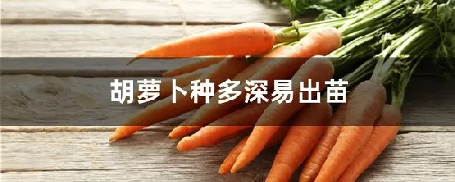 胡萝卜种多深易出苗